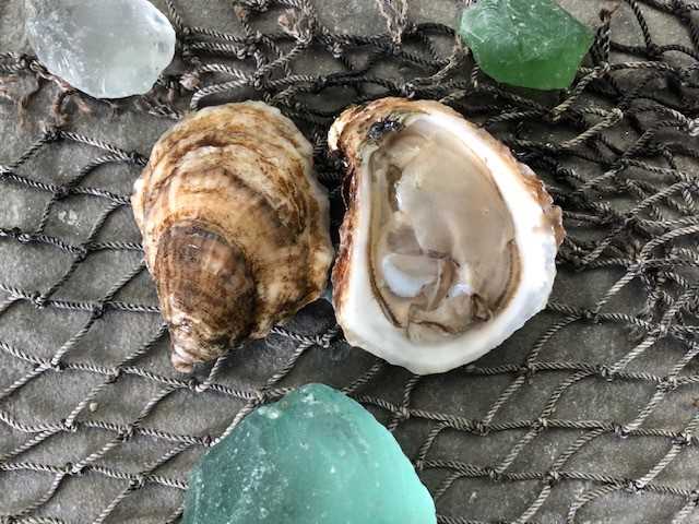 Irish Point Oyster - 25 count